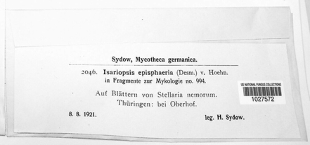 Ramularia episphaeria image